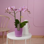Exclusivo Elegance orchidee roze in Molise lilac pot | Ø 12 cm | ↕ 42-52 cm