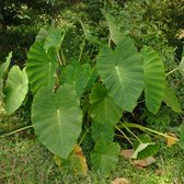 Olifantsoor - Colocasia esculenta | 1 stuk | Knol | Geschikt voor in Pot | Kamerplant | Bijzondere Zomerbloeier