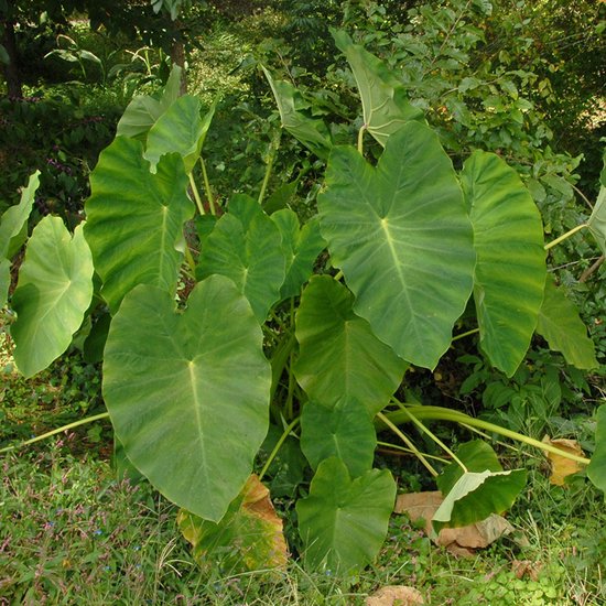 Colocasia esculenta | 1 stuk | Knol | Geschikt voor in Pot | Kamerplant | Groen | Wit | Bijzondere Zomerbloeier