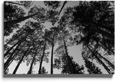 Walljar - Zonnige Bomen - Muurdecoratie - Plexiglas schilderij