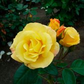 3x Rosa floribunda "Arthur Bell" | Rozenstruik winterhard | Gele bloemen | Kale wortel planten | Leverhoogte 25-40cm