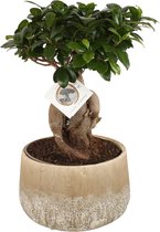 Kamerplant van Botanicly – Chinese vijg – Hoogte: 40 cm – Ficus microcarpa Ginseng