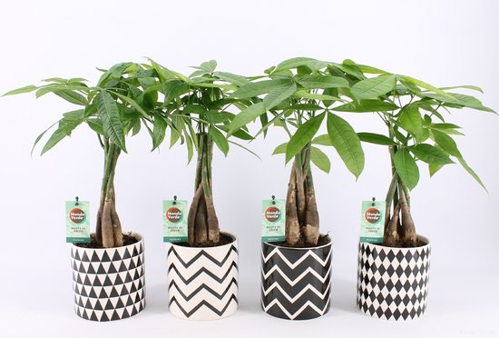 Geldboom - Pachira aquatica - Hoogte 60-70cm - ⌀17cm - Plant in a Box