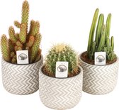 Cactussen van Botanicly – 3 × Cactus mix – Hoogte: 20 cm