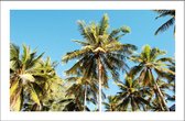 Walljar - Palmbomen Blauwe Lucht - Muurdecoratie - Poster met lijst