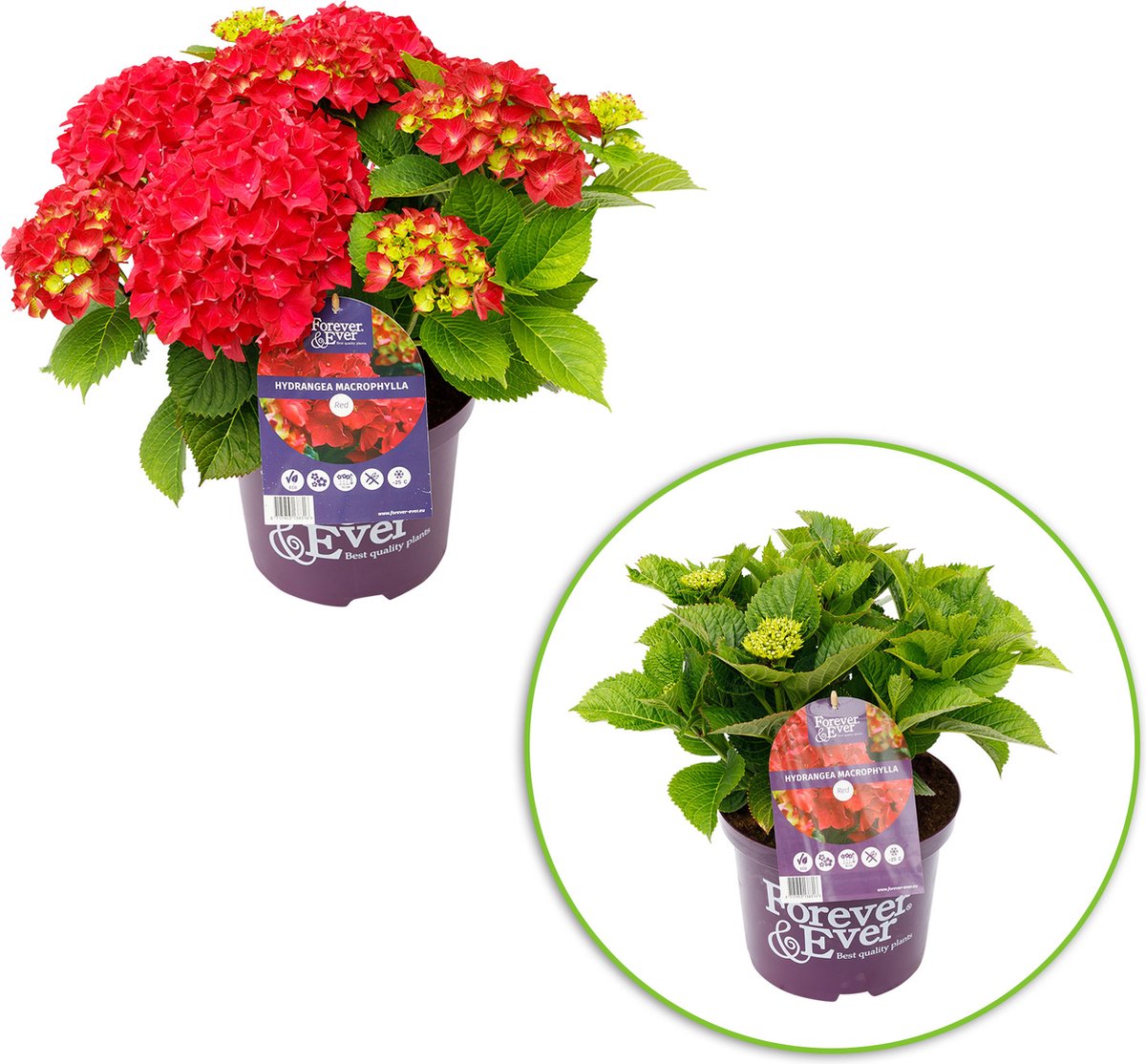 Hydrangea macrophylla 'Sandra' - Hortensia | De Tuinen van