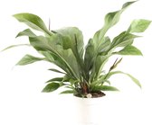 FloriaFor - Anthurium 'Jungle Bush' - - ↨ 55cm - ⌀ 17cm