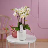 Boquetto Beauty orchidee witte in Molise witte pot | Ø 12 cm | ↕ 35-55 cm