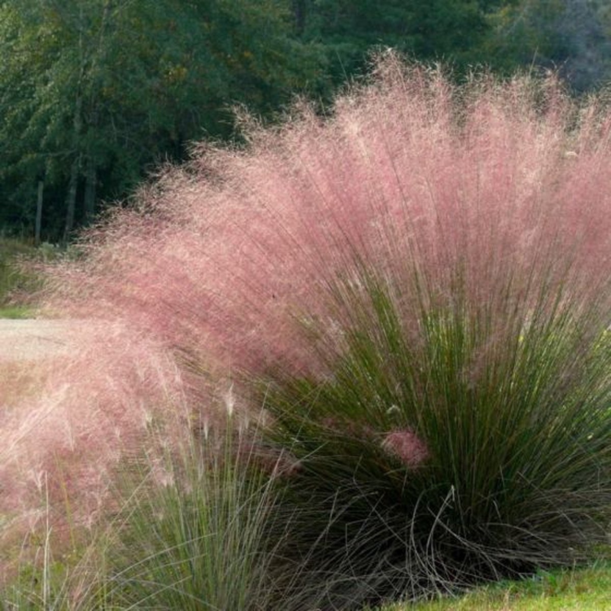 4 x Muhlenbergia Rood|Roze XL - Siergras Winterhard - Muhlenbergia capillaris in C2(liter) pot met hoogte 10-40cm