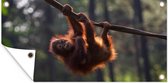 Tuinposter Jonge orang-oetan hangend aan tak - 80x40 cm - Wanddecoratie Buiten - Tuinposter - Tuindoek - Schuttingposter - Tuinschilderij