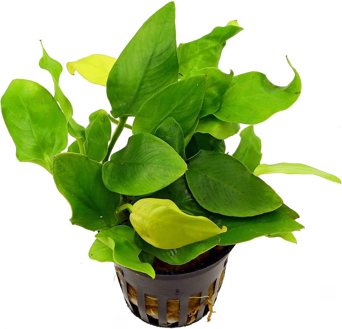 dutje Productiviteit grafisch Levende Aquariumplant Anubias Nana 5cm pot per 2 stuks | bol.com