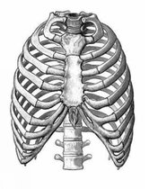 Medical and Anatomical Illustrations