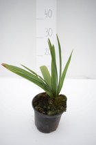 Sabal palmetto; met een totale hoogte van ± 30cm incl. Ø14 cm  pot. | Palmetto palm