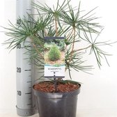 Sciadopitys verticillata; Totale hoogte 40+cm incl. Ø 19cm pot | Japanse parasolden