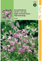 Hortitops zaden - Matthiola, Avondviolier roze