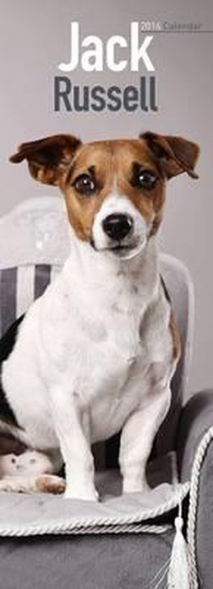 Jack Russell Slim Calendar 2016 9781782086628 Avonside Publishing jack-russell-slim-calendar-2016-9781782086628-avonside-publishing