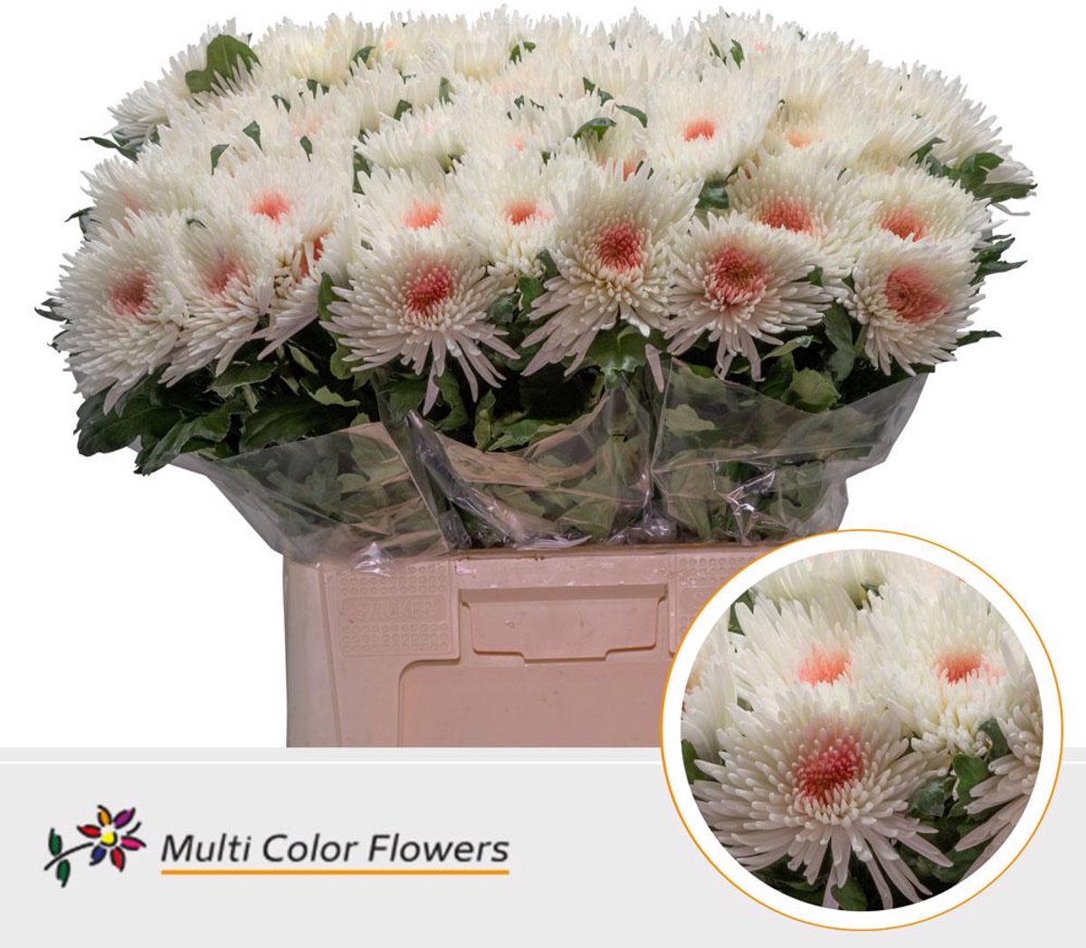 10x Chrysant topspin wit/roze 70cm