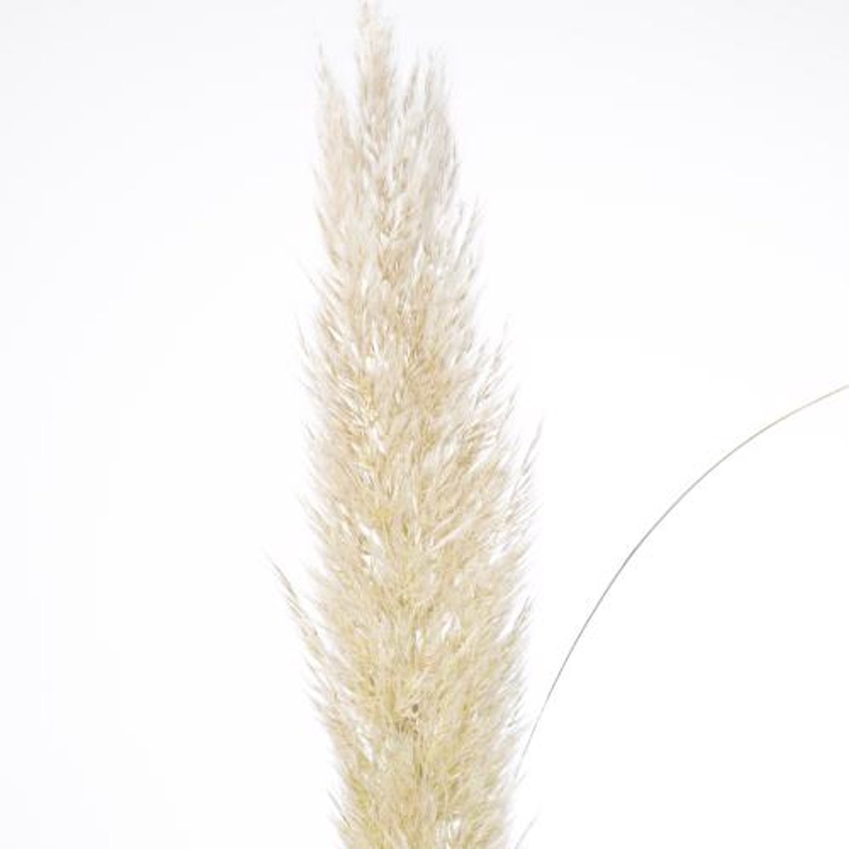 30x Gs cortaderia evita 80cm