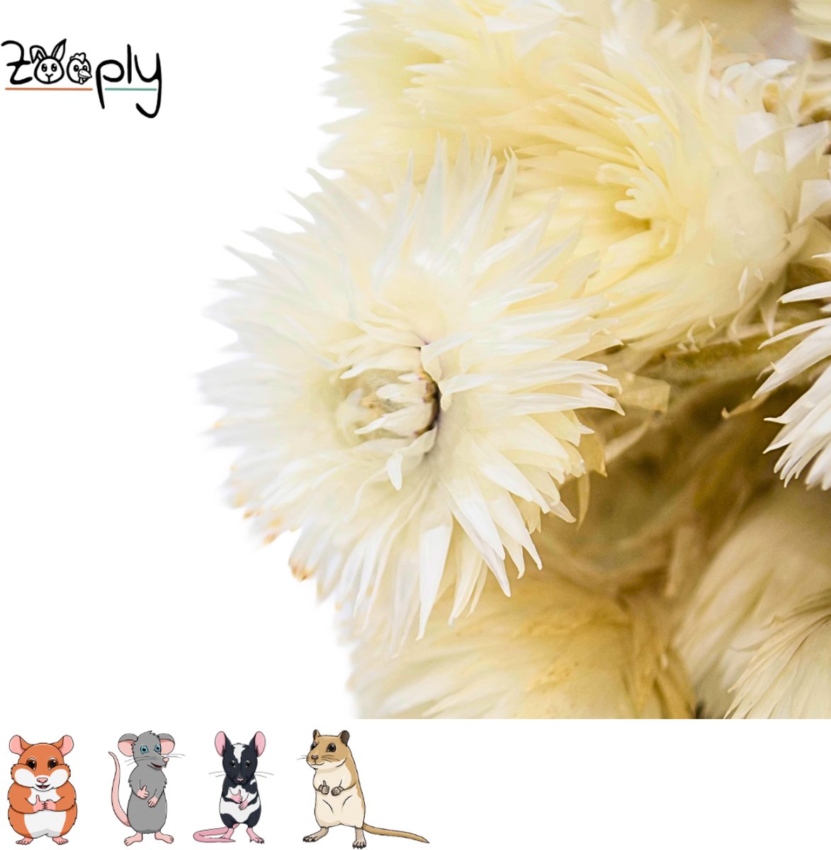 Zooply Strobloem - Wit - 70 gram - in koker