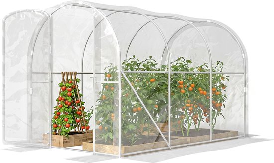 Tunnelkas met doorzichtige kap, gevuld met tomatenplanten met rijpe tomaten. Een scharnierende deur staat open.