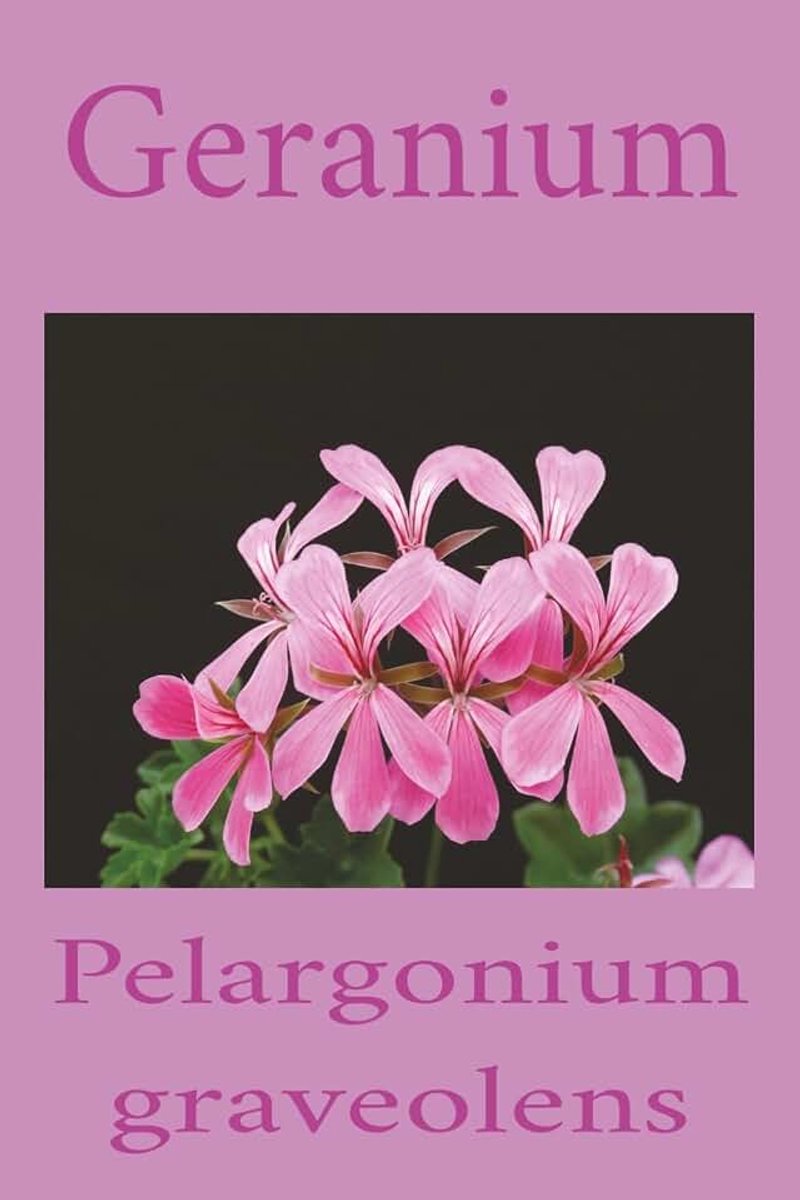 Geranium: Pelargonium graveolens
