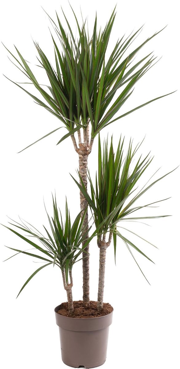 Kamerplant, drakenboom is een echte zeldzame exotische struik, altijd groen en torenhoog.