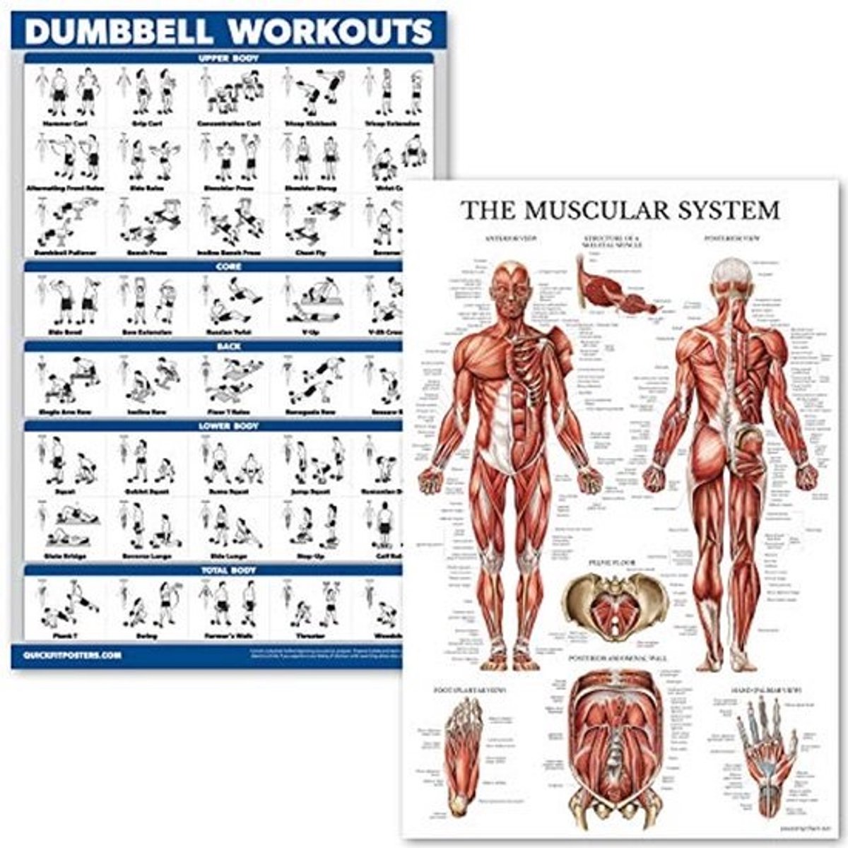 Dumbbell Workout en Spierstysteem Anatomie Posterset - Gelamineerde Grafieken voor Halter Oefeningen