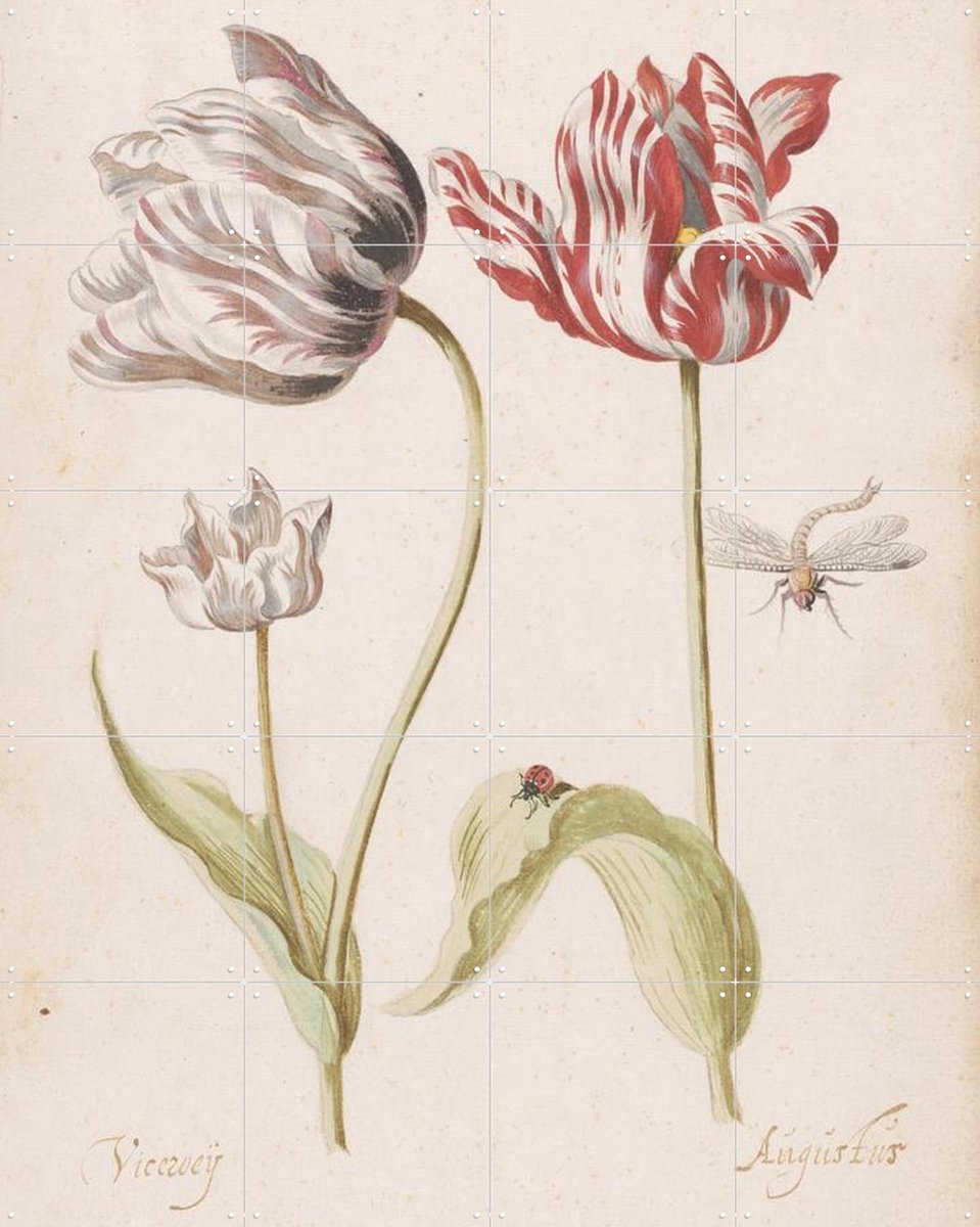 IXXI Twee tulpen met insecten, Jacob Marrel (1614 – 1681) & Rijksmuseum - 80 x 100 cm - Gratis ophangtool - Grote wanddecoratie en posters - Klassiek
