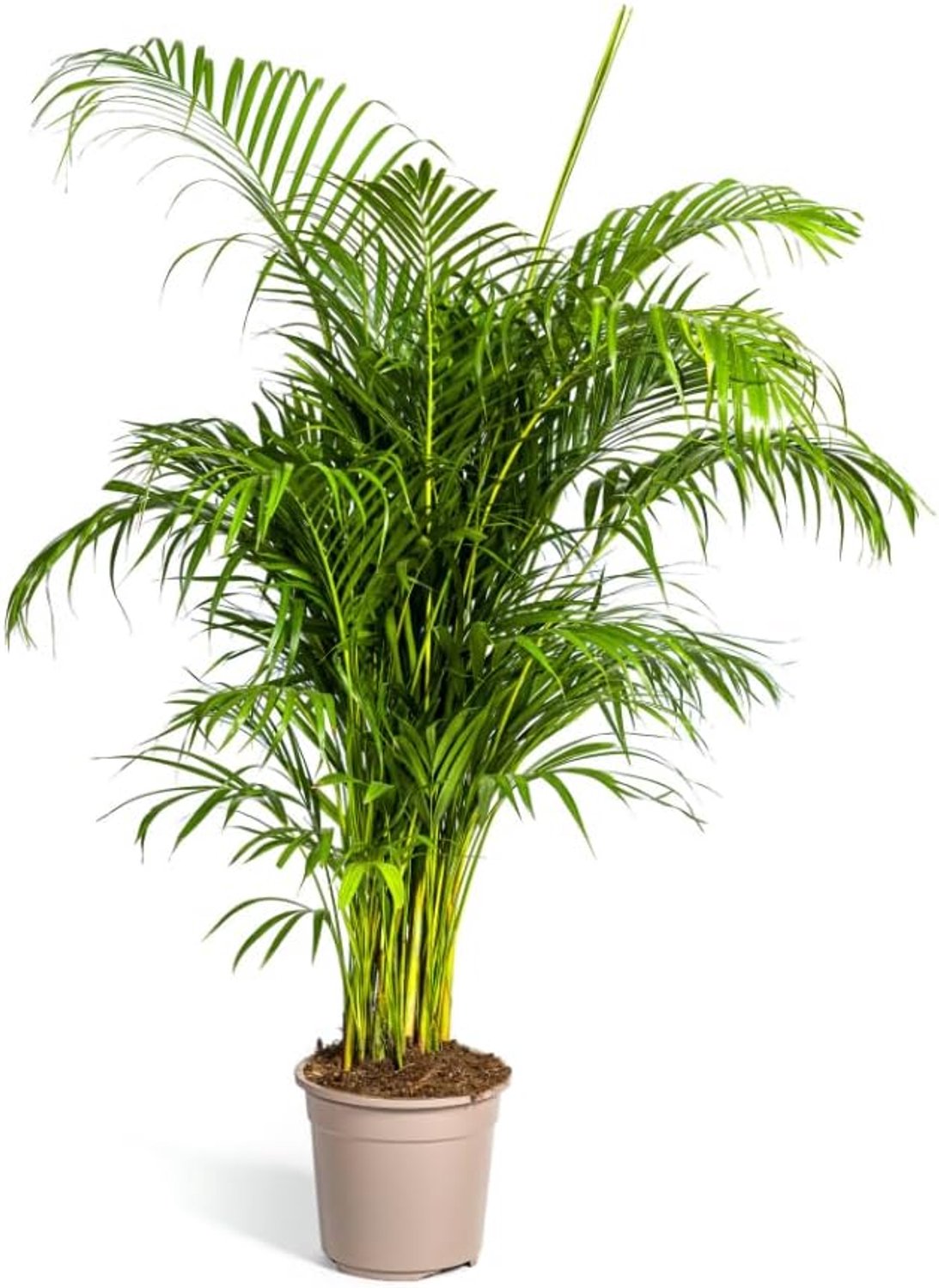 Lutescens - Areca Palm - Goudpalm - 150-170cm - Ø27cm - Kamerplant - Groenblijvend