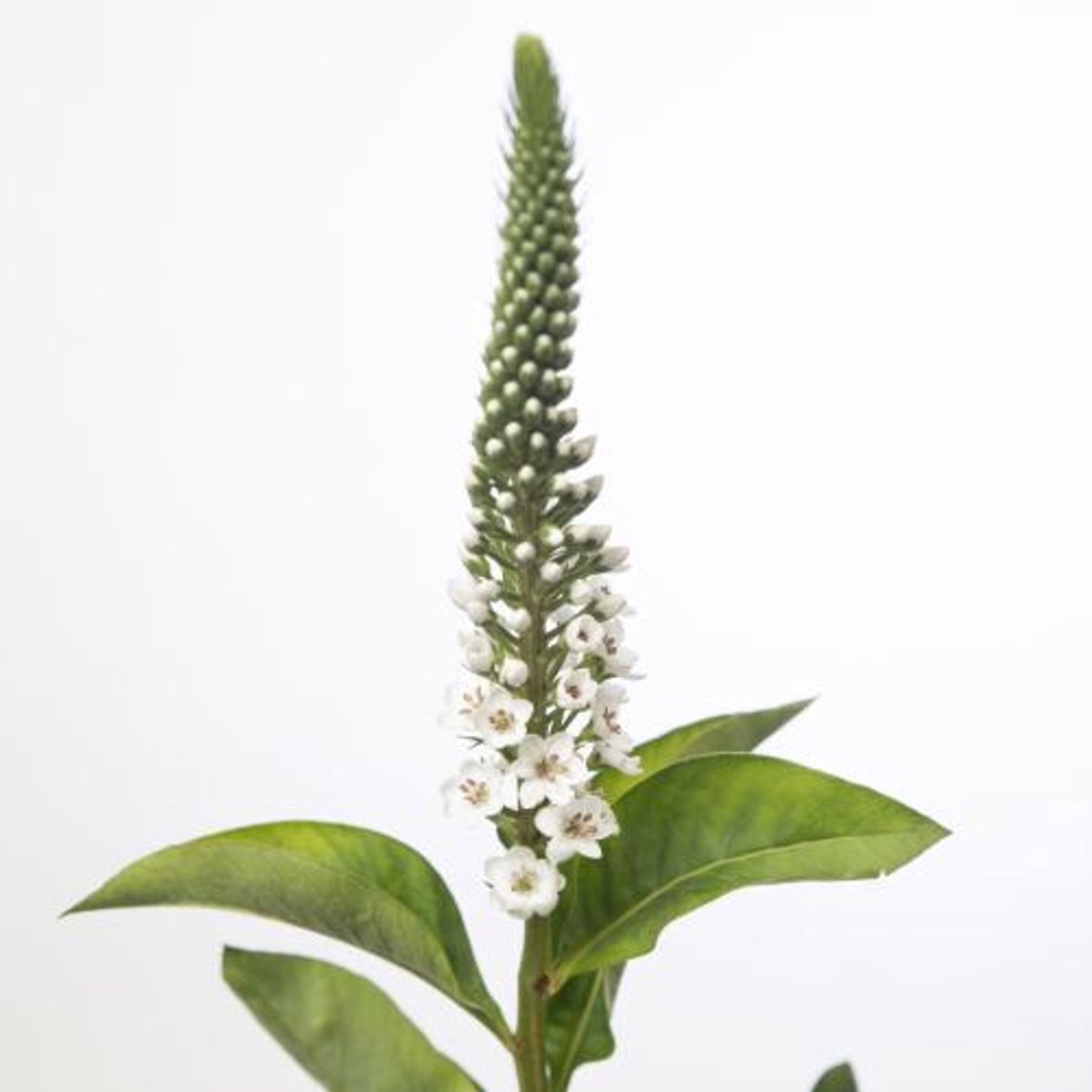 25x Lysimachia moonlight 70cm