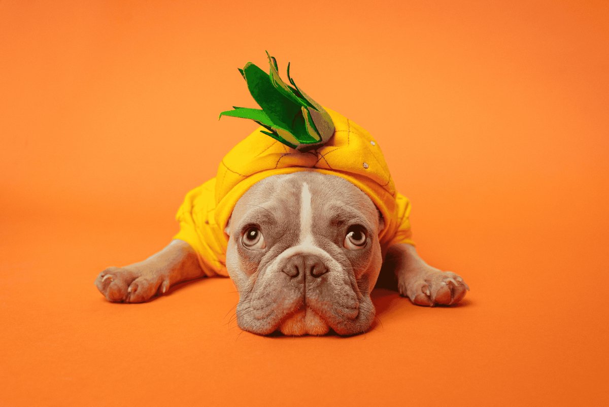 Franse Bulldog Poster - Honden - Kleuren - Dieren - Kleurrijke - Wanddecoratie - posters - formaat 70x100cm - L2024MT