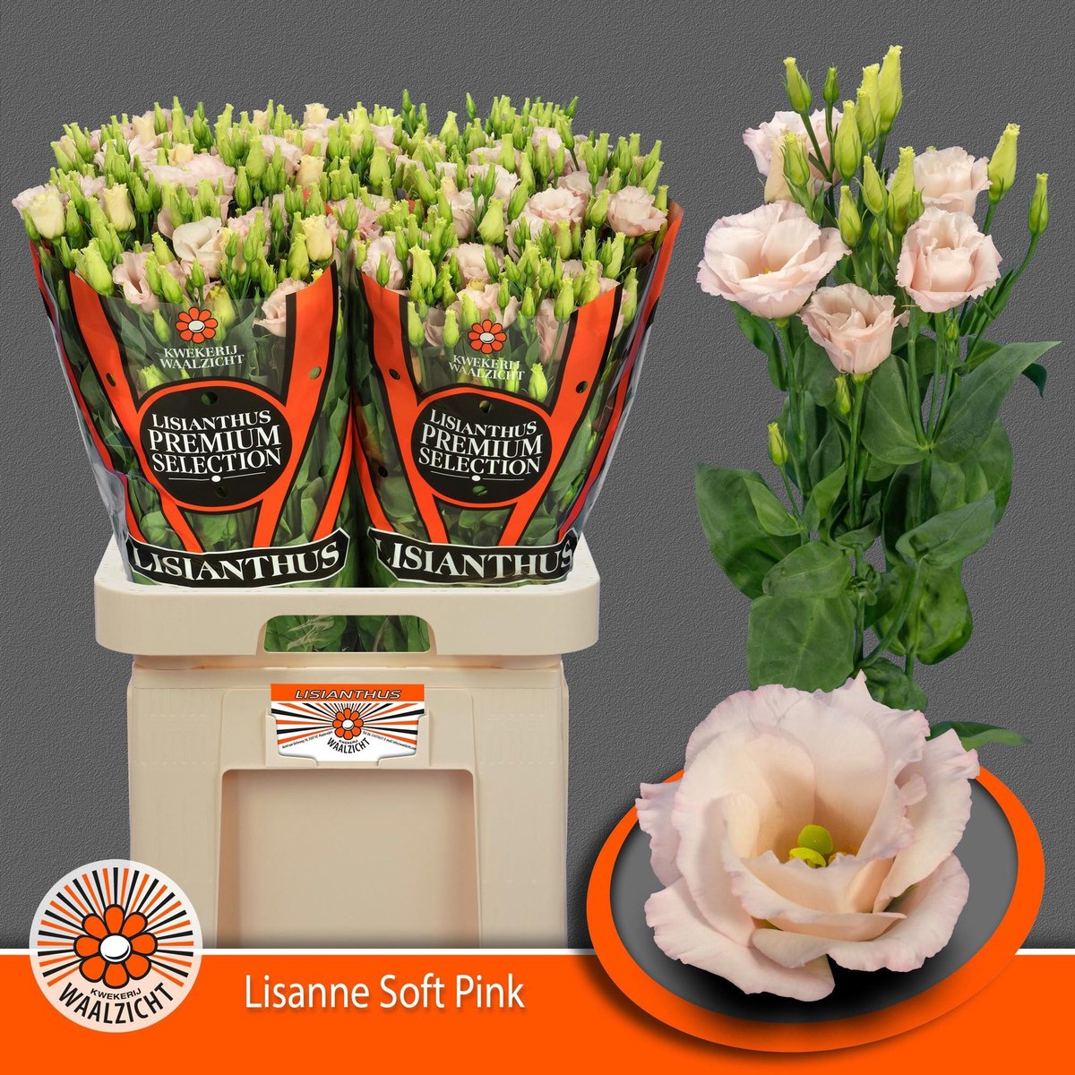 10x Eust.lisanne soft pink du 70cm