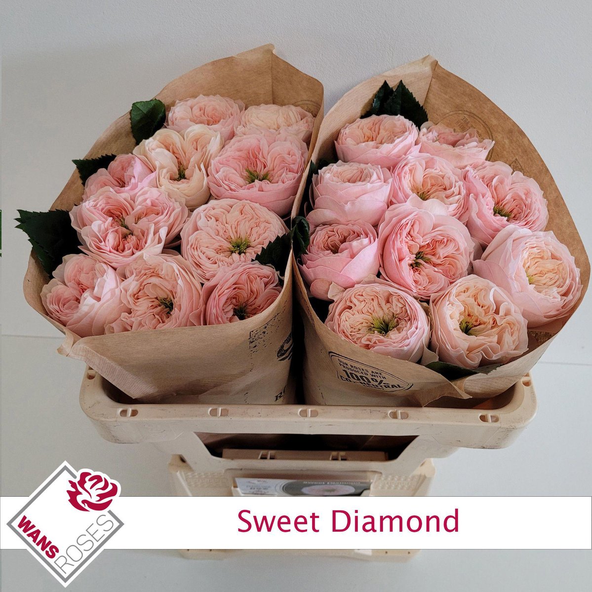10x Rosa sweet diamond 50cm
