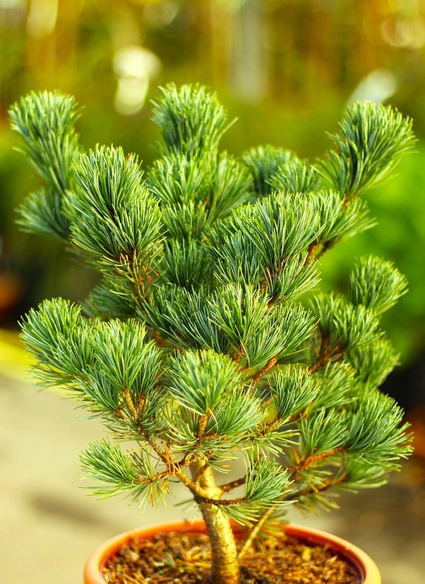 Japanische Mädchenkiefer Pinus parviflora Negishi 25-30 cm immergrün