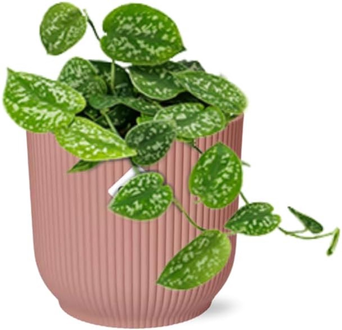 Pictus ‘Argyraeus’ in Vibes Fold roze - 20cm - Ø14cm - Kamerplant - Groenblijvend