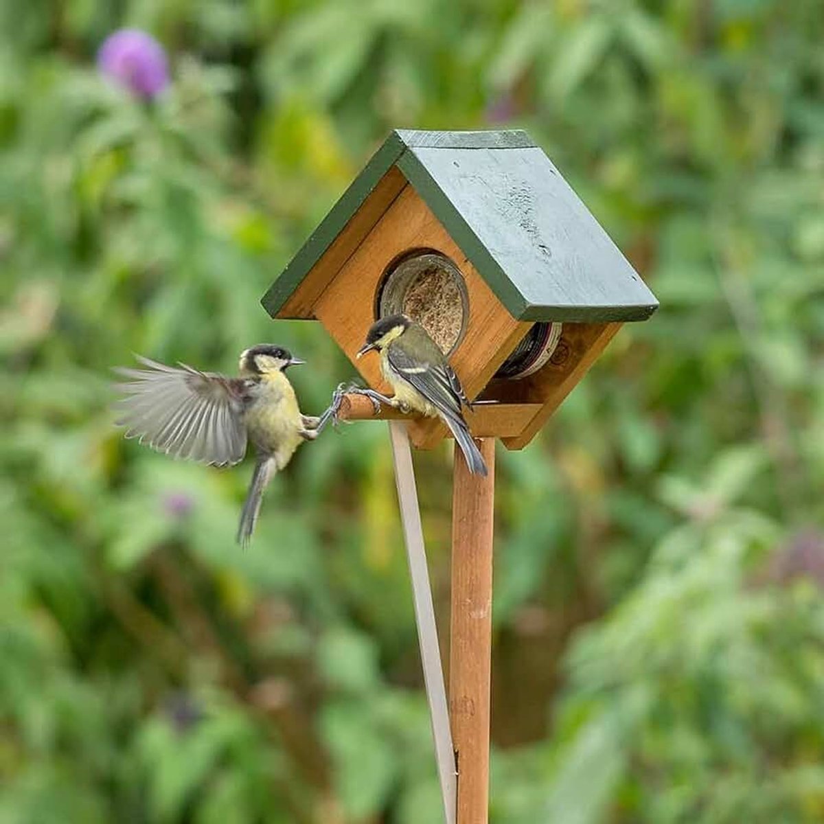Wildlife Pindakaaspothouder op Paal voor Vogels – Vogelpindakaashouder – FSC Hout Groen/Bruin – Voederhuis – Voorkomt Grote Vogels