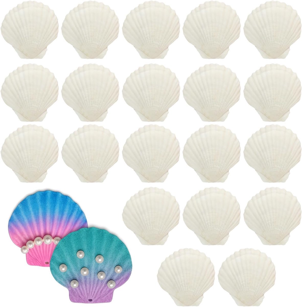 22 natuurlijke sint-jakobsschelpen, grote schelp, decoratie voor knutselen, wit, keukendecoratie, snackdecoratie, aquariumdecoratie (7-8 cm)