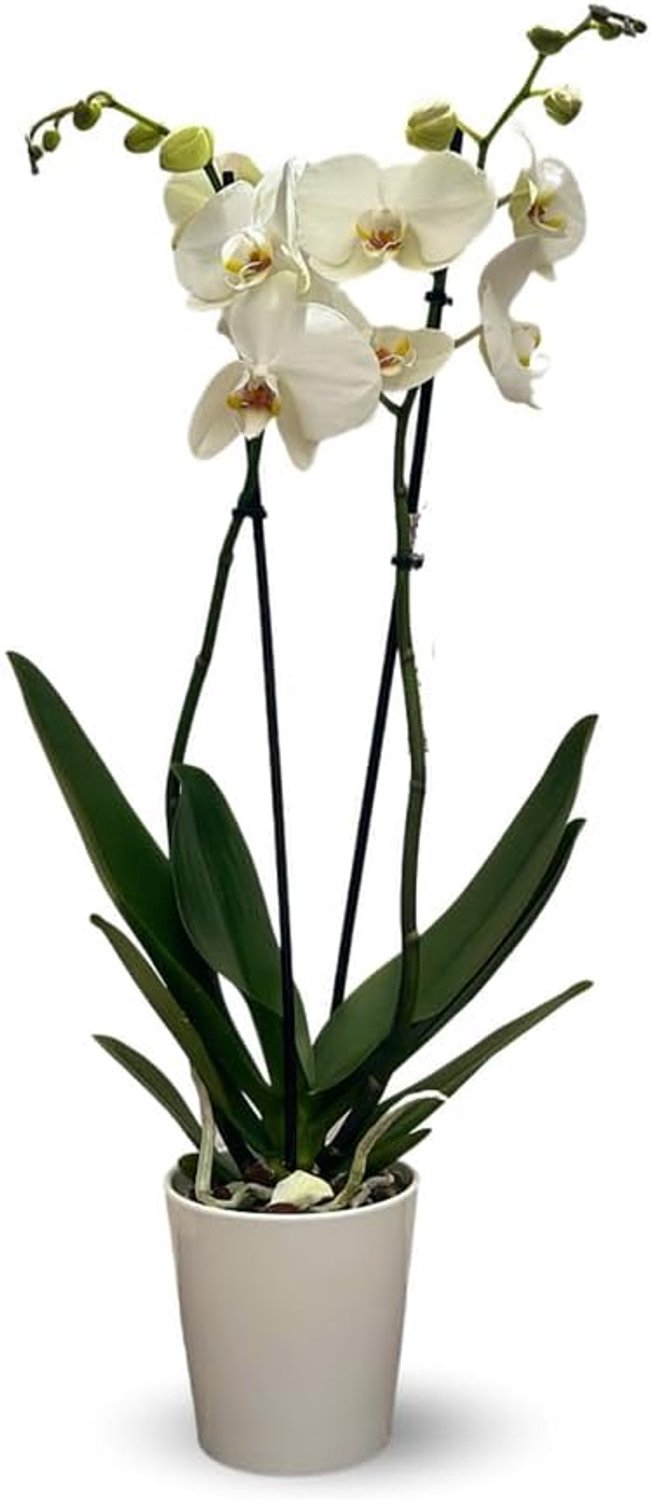 Witte orchidee - dubbele tak - phalaenopsis - Orchidaceae - 60-70 cm - ø 12 cm - met witte keramische pot deksel