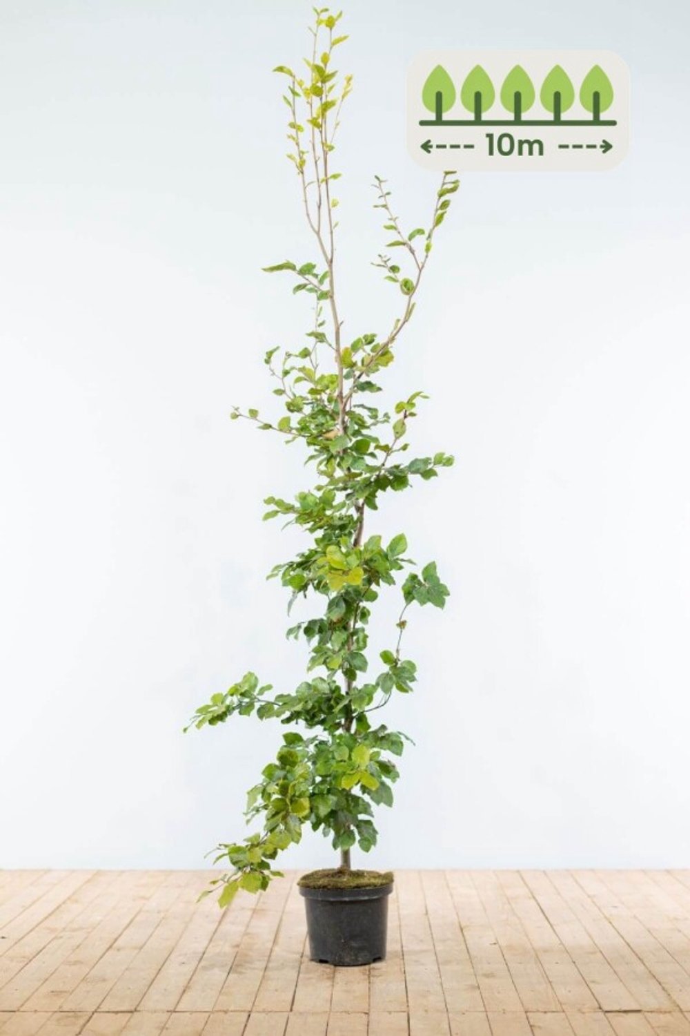 Groene Beuk 175-200 cm voor 10 meter - 30st. Fagus sylvatica