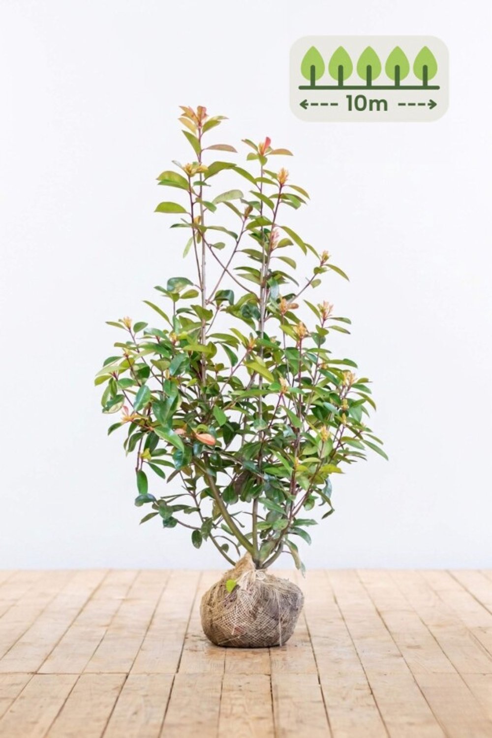 Photinia fraseri 'Red Robin' 100-125 cm voor 10 meter - 25st. Photinia fraseri 'Red Robin'