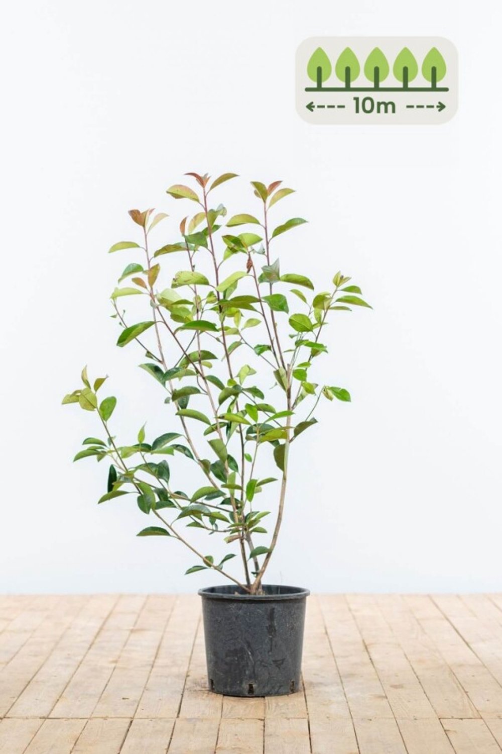 Photinia fraseri 'Red Robin' 80-100 cm voor 10 meter - 30st. Photinia fraseri 'Red Robin'