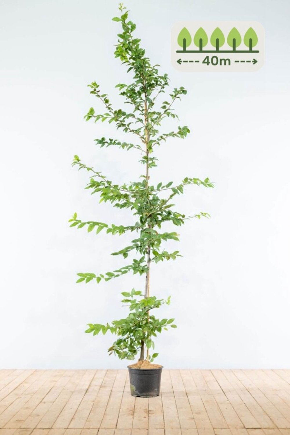 Haagbeuk 175-200 cm voor 40 meter - 120st. Carpinus betulus