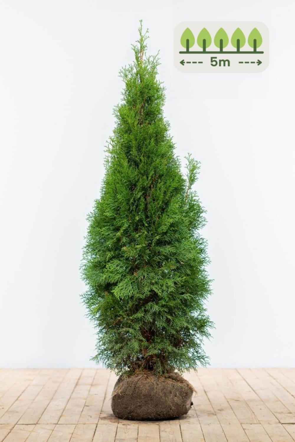 Thuja 'Smaragd' 120-140 cm voor 5 meter - 13st. Thuja occidentalis 'Smaragd'