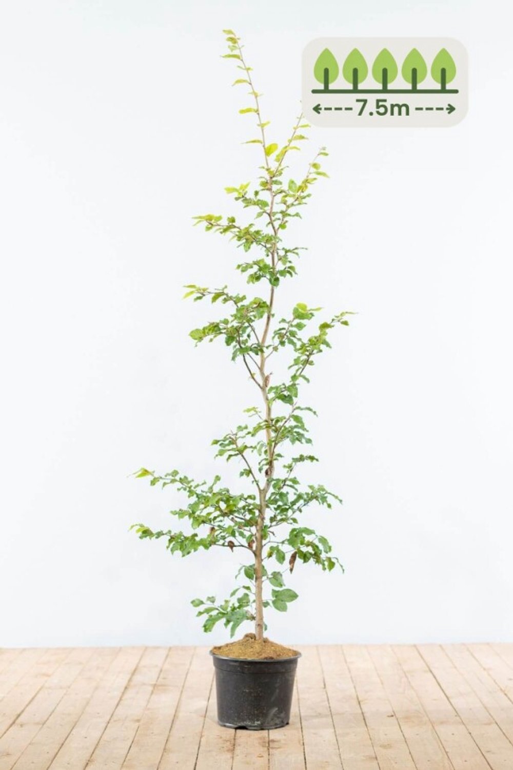 Groene Beuk 125-150 cm voor 7.5 meter - 30st. Fagus sylvatica