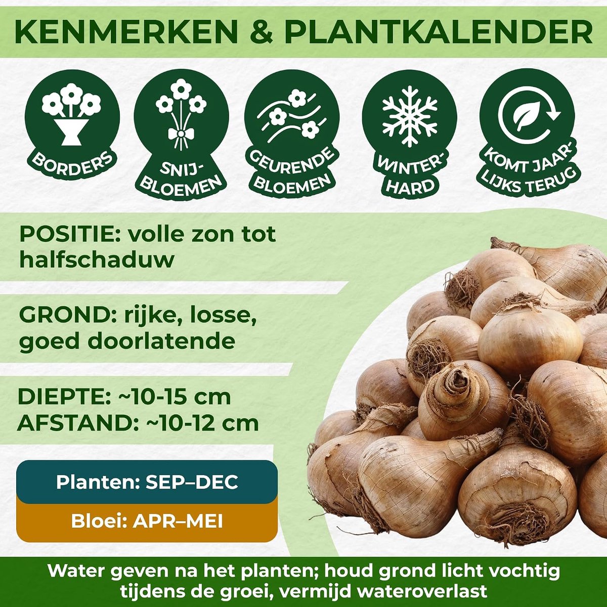Obdan (25 bollen)