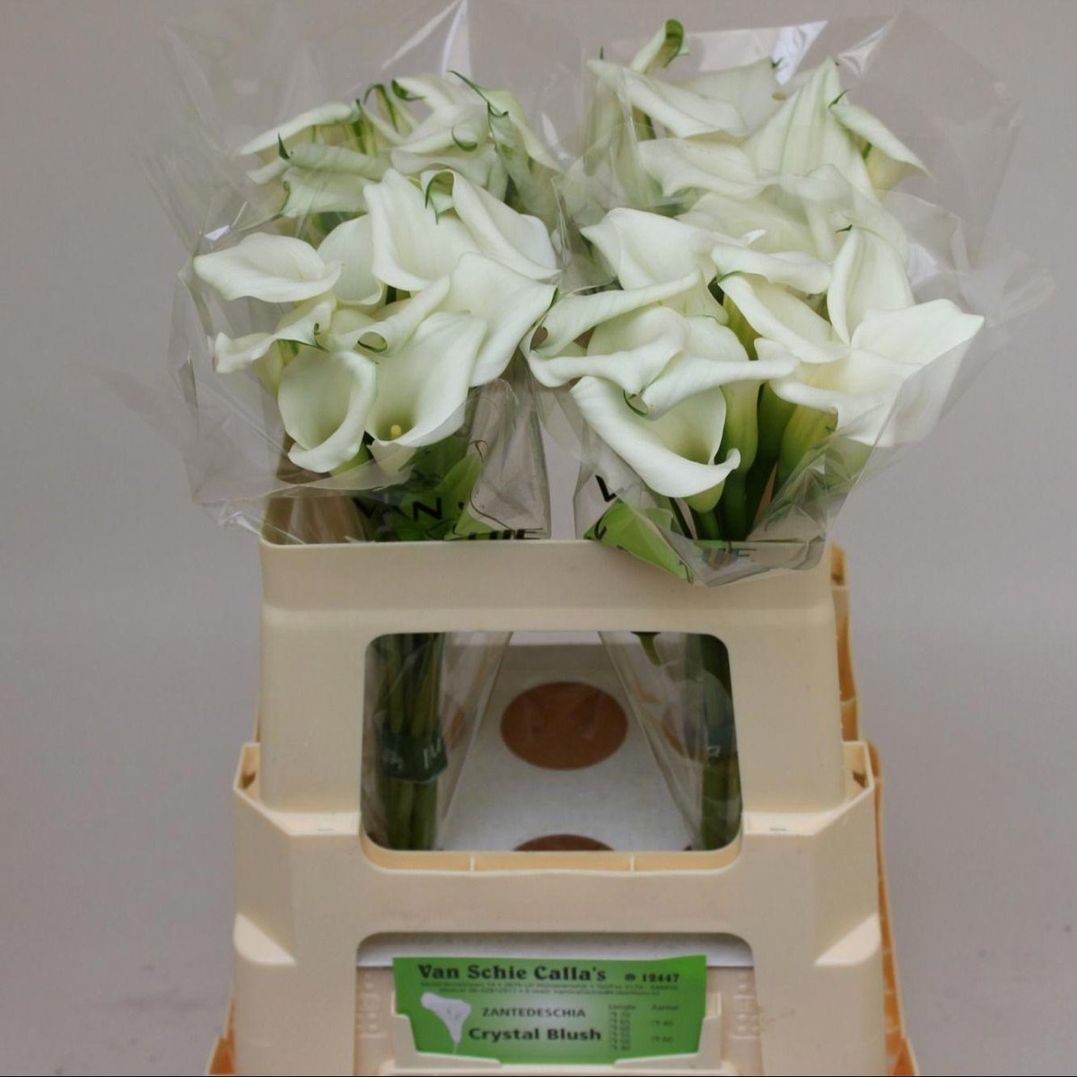 10x Zant.crystal blush 50cm