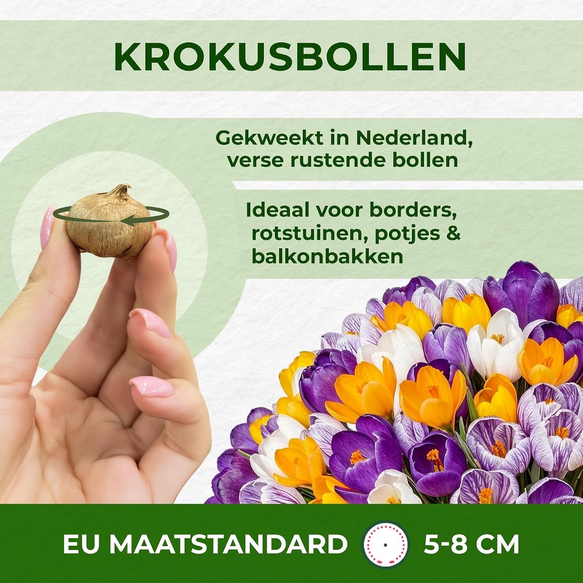 Collectie Del Piero - Bloembollen - Diep Mauve/Goudgeel
