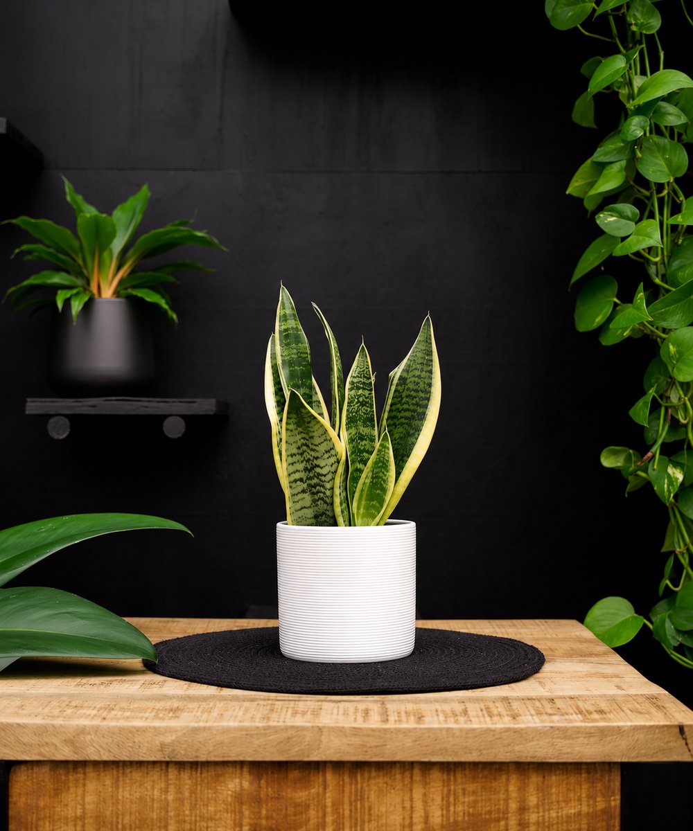 Sanseveria | 30cm | met witte keramieken pot