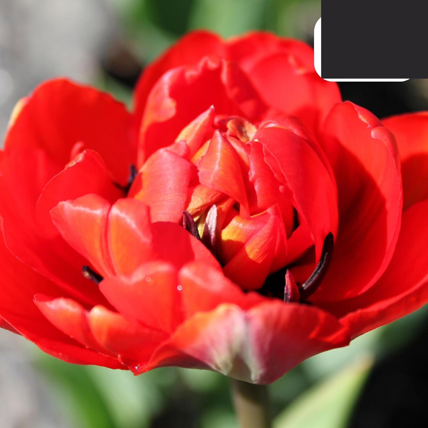 Tulpenbollen 30-50cm - Rode Pioentulp - 20 Stuks - Duurzaam en biologisch gekweekt - Vemera