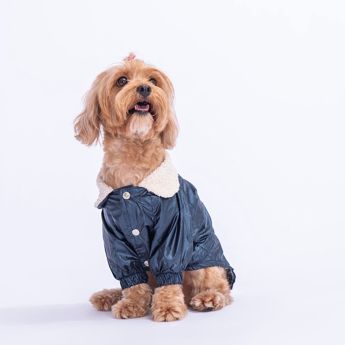 Pawstar Brillante - Hondenregenjas - Donkerblauw - M
